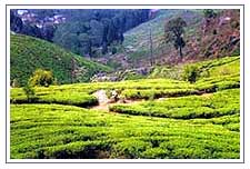 Tea Gardens