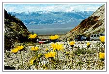 Valley Of Flowers