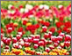Valley
      of Flowers