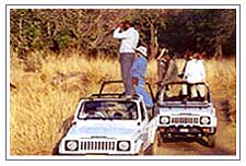 Jeep Safari At Jim Corbett National Park