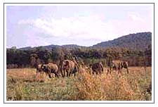 Jim Corbett National Park 