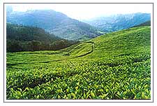 Palampur
