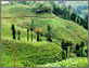 Tea Garden Darjeeling